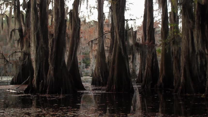 A boat is traveling through some swamp trees