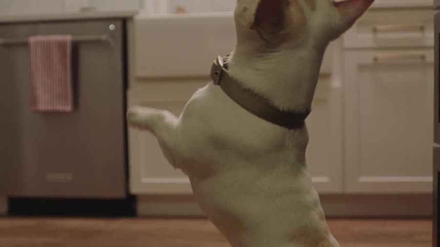 A pug stands on its hind legs