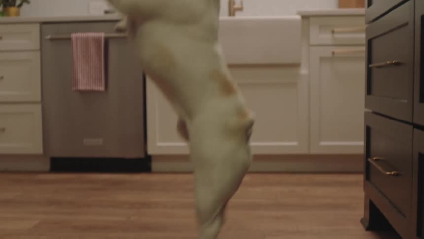 A white pug dog jumps up in the air in a kitchen