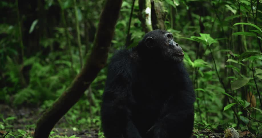 A gorilla looks around
