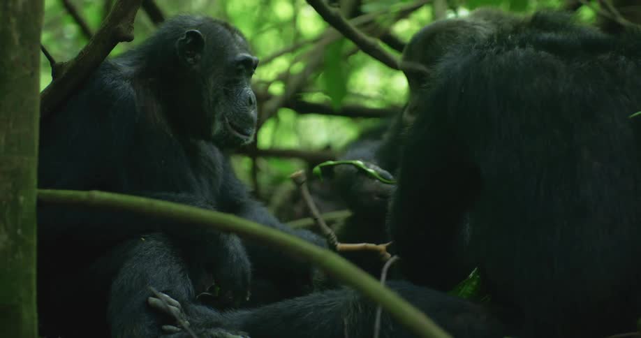 A few chimpanzees eating