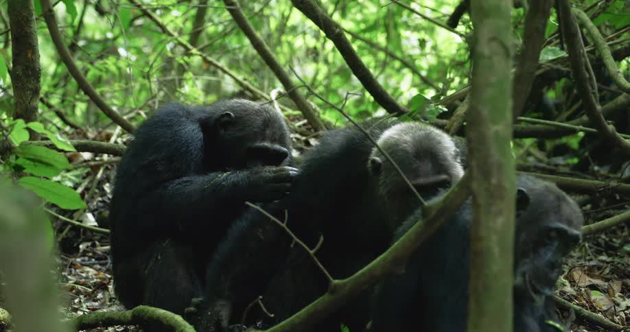 Chimpanzees sitting in the jungle eating plants