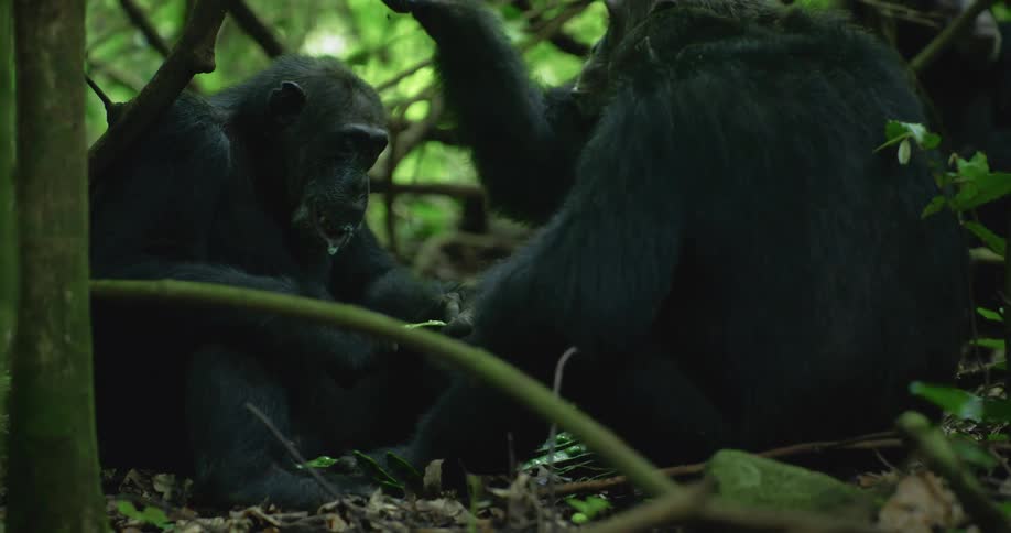 A group of chimpanzees sitting together and eating plants on the forest floor