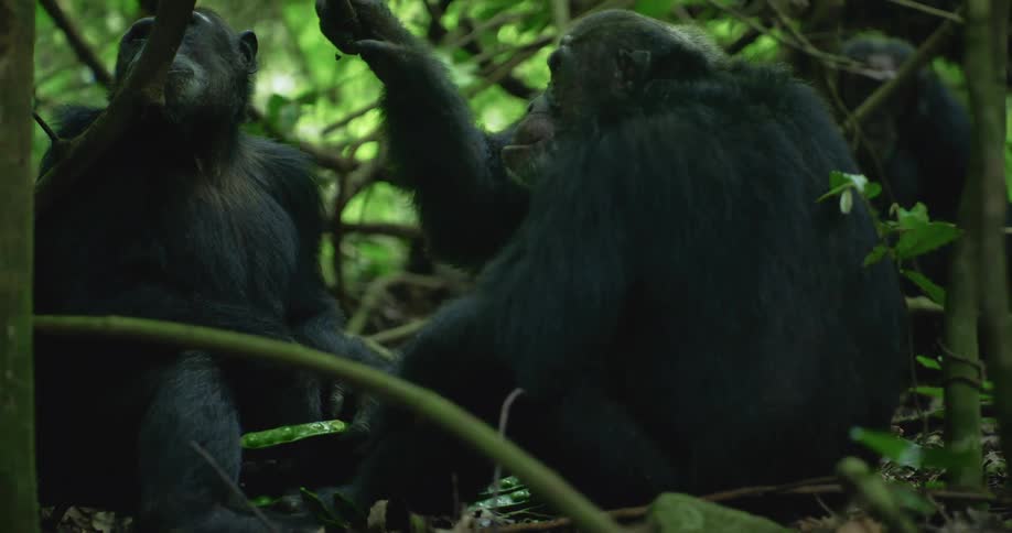 A group of chimpanzees sit together and eat plants on the forest floor