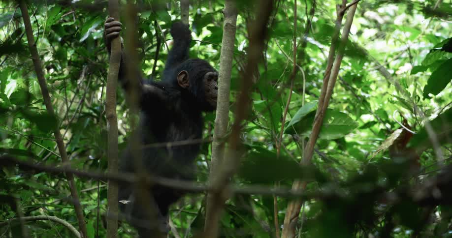 Monkey hanging out on the branches inside a tree