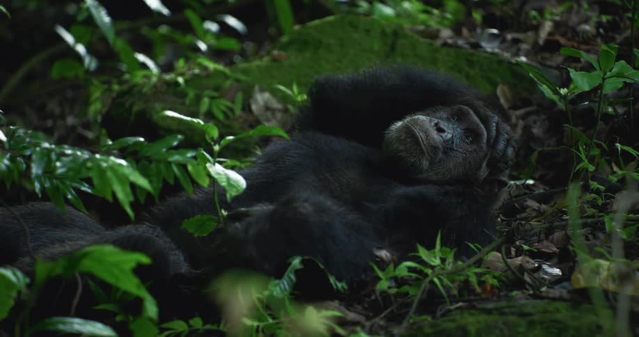 A chimpanzee laying on ground surrounded by vegetation contimplating