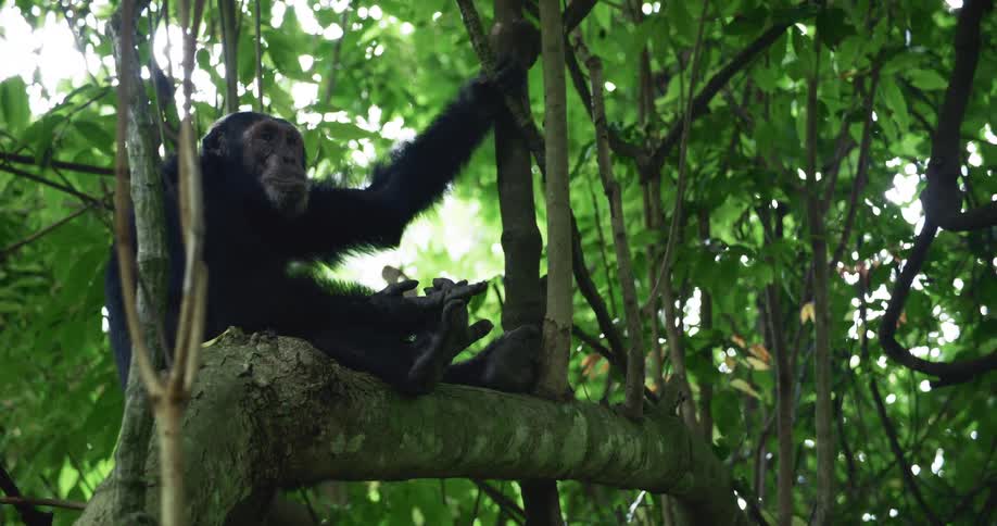 A chimpanzee sitting over a tree branch in the jungle