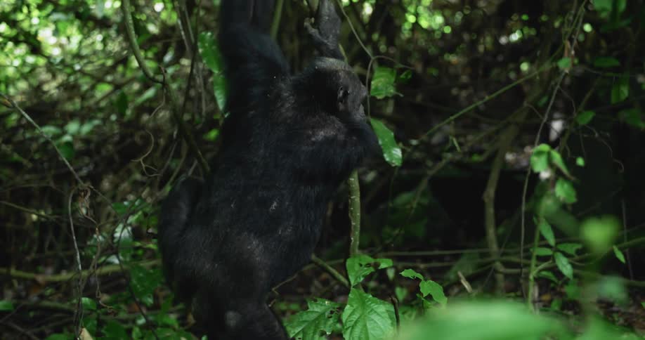 Chimpanzee climbs down vines hanging from a tree in the jungle and moves to the ground