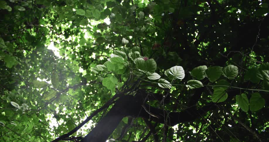 Looking up as raindrops fall through trees in the rainforest