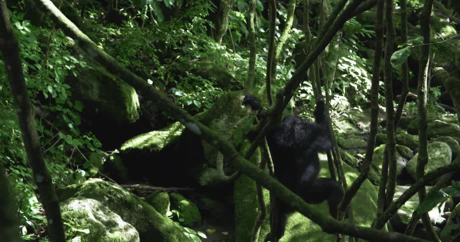 A clip of an ape in the forest