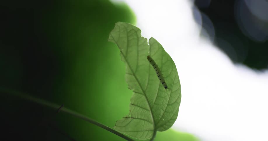 Insect camouflaged on a green leaf
