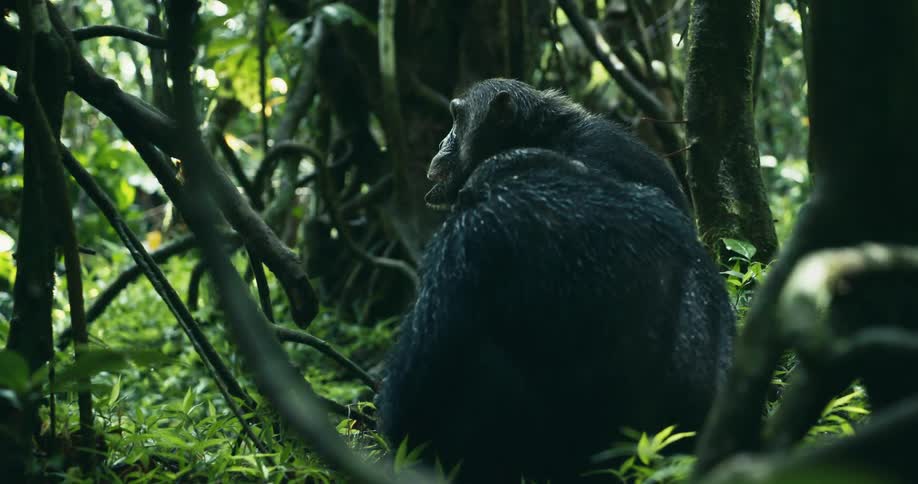 Two chimpanzees sit on the forest floor