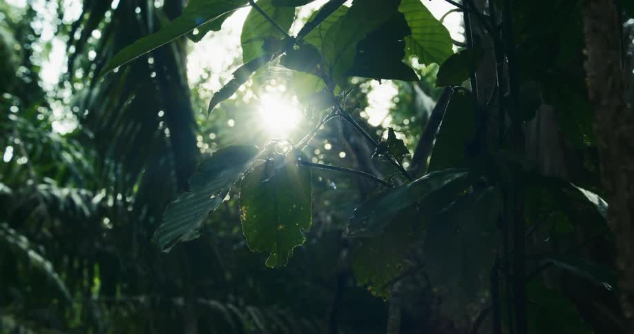 The green leaves of a large plant and behind there is a strong sunlight