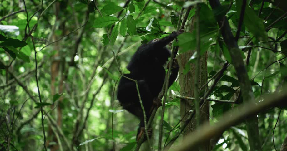 Chimpanzee holds on to vines as it climbs trees in the jungle