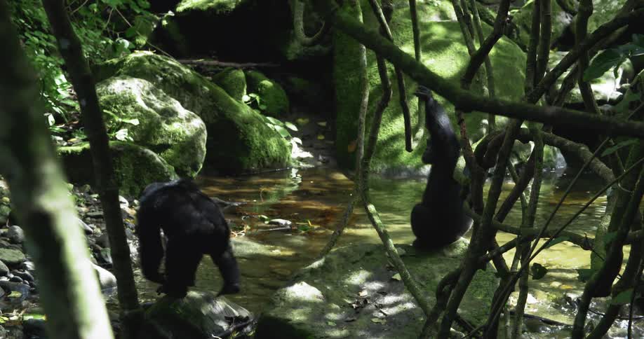 An chimpanzee walks through a swampy area