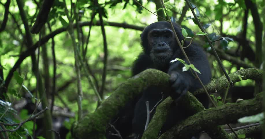 Chimpanzee sitting in the middle of a forest