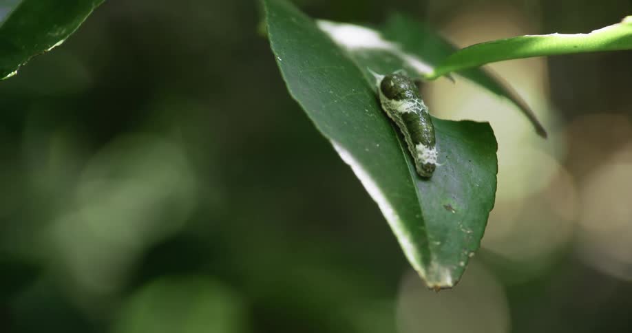 A small green caterpillar with white stripes rests on a large green leaf blending seamlessly with its surroundings
