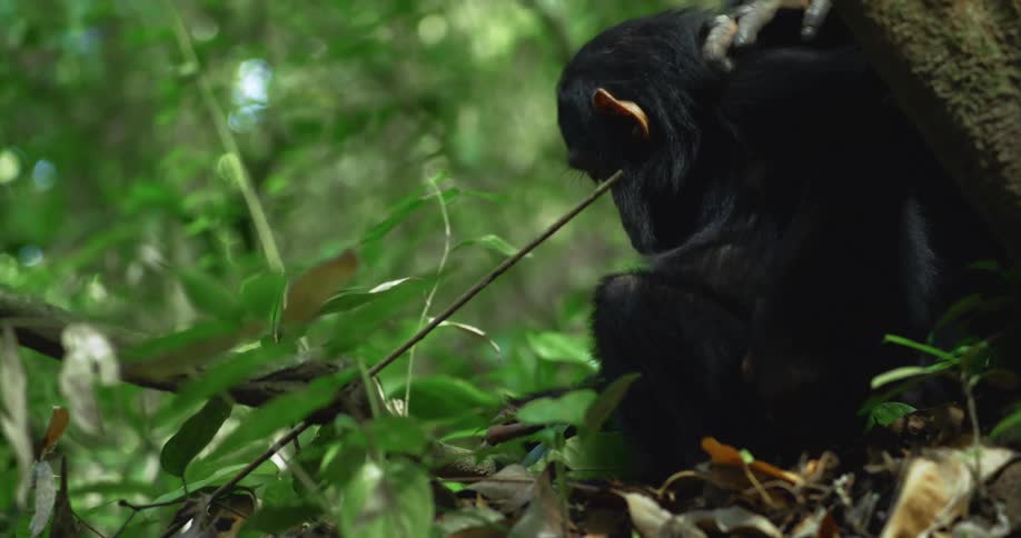 A young chimpanzee sitting on the dry leaves of a forest and he is scratching himself