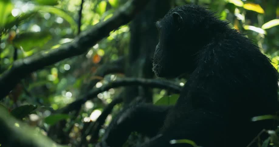 A chimpanzee sits in a lush jungle looking around and occasionally bringing its hand to its mouth