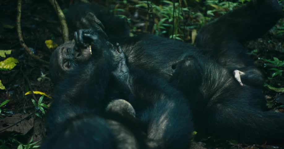 Two chimpanzees lying on the forest floor playfully wrestling and interacting with each other