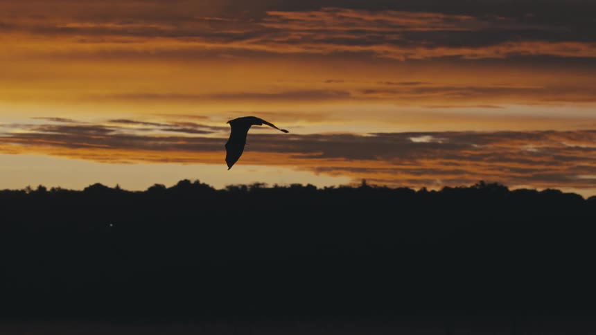 A silhouette of a bat flying against a vibrant orange and brown sunset sky