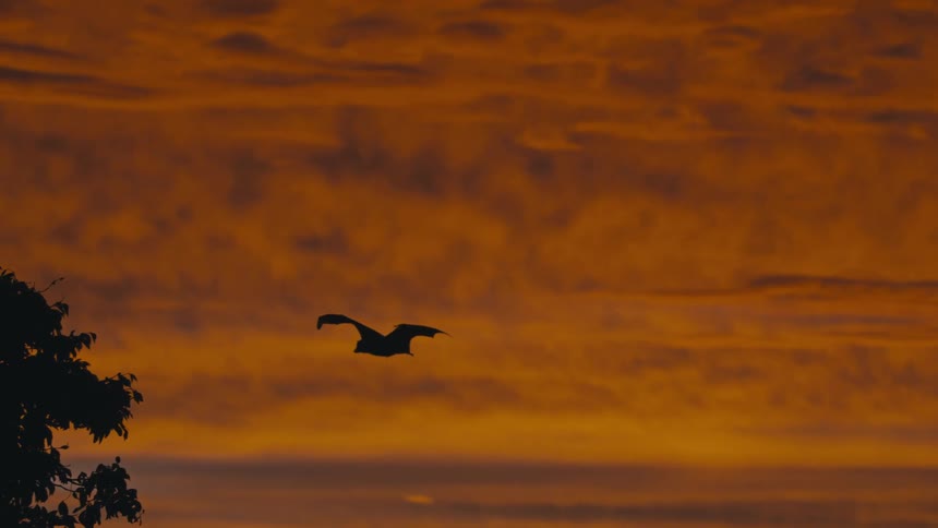 Bat flying in a reddish sky