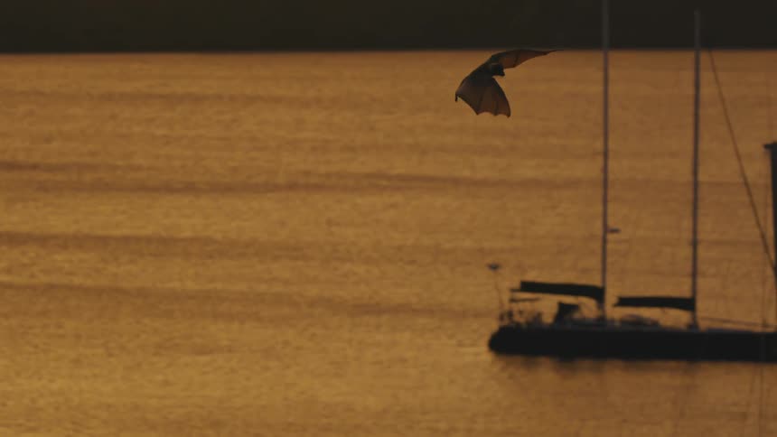 Bat flying along the coast as boats sail on the water under an orange sunset sky
