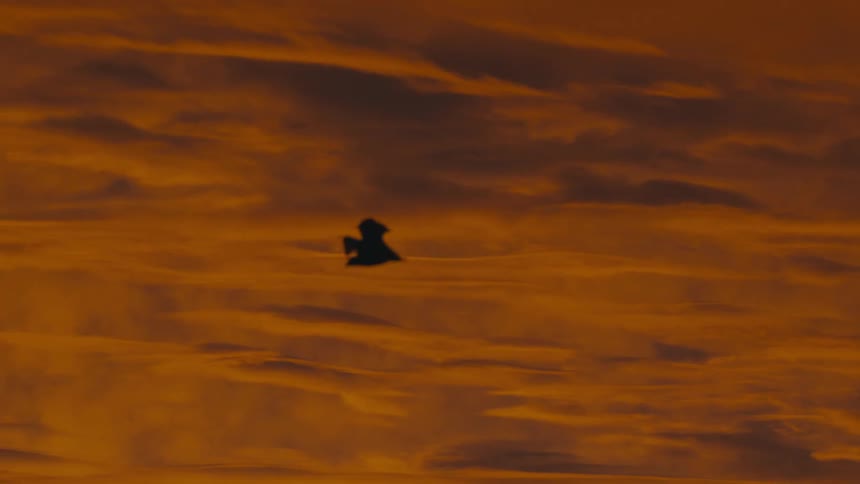 Bat flying across a cloudy orange sky at dusk