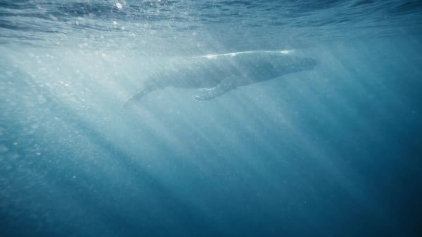A humpback whale and her calf swim in the ocean