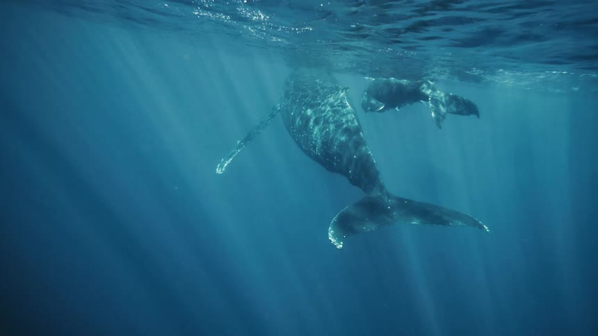 A mother humpback whale and her calf swim together in the ocean