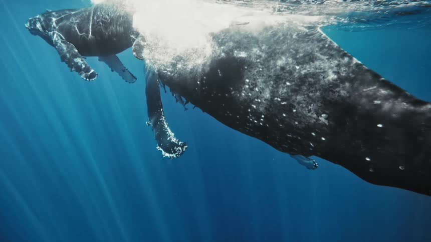 A humpback whale and her calf swim together in the ocean