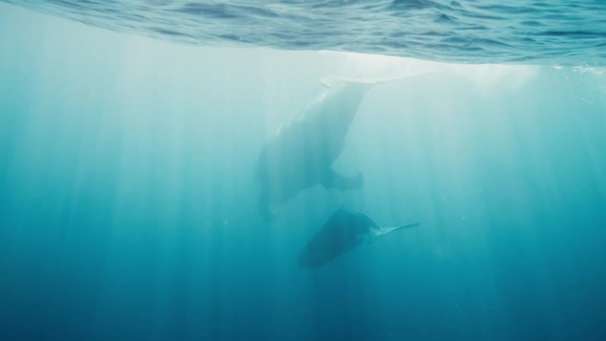 A humpback whale and her calf swim through the ocean