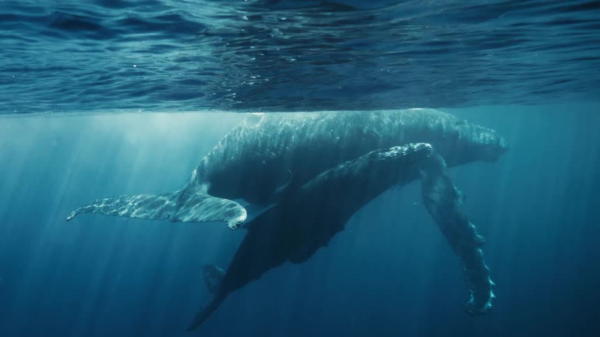 Whale calf floating near the surface with its mother raises its head above the surface to breath