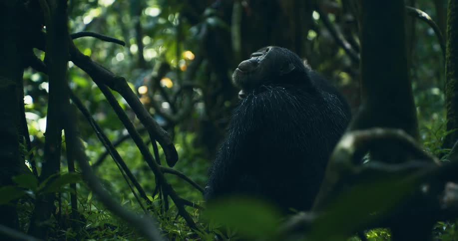 Two chimpanzees stare curiously above them