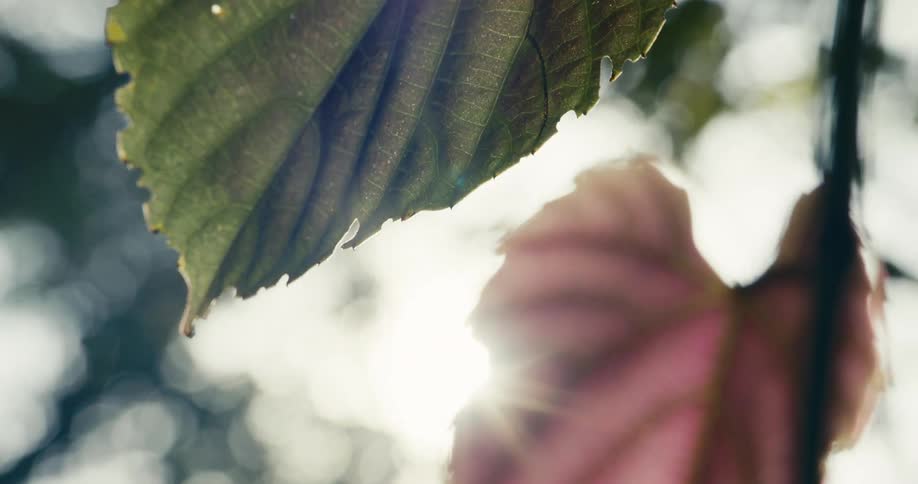 Sunlight filters through overlapping leaves creating bright bokeh and lens flare