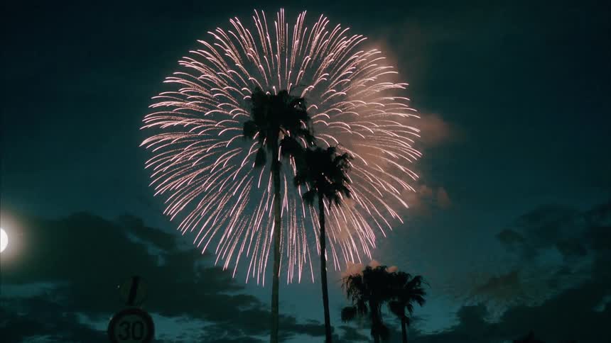 Fireworks explode in the evening sky casting tall palm trees into silhouette