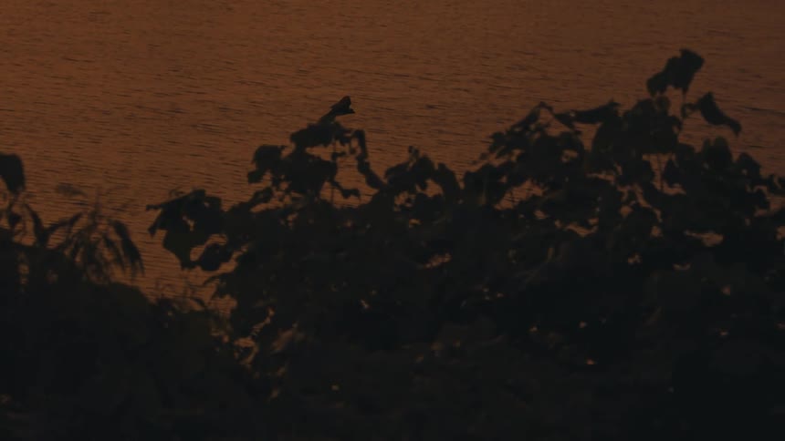 Bat flying along the coast with boats on the water under a dark orange sky at dusk
