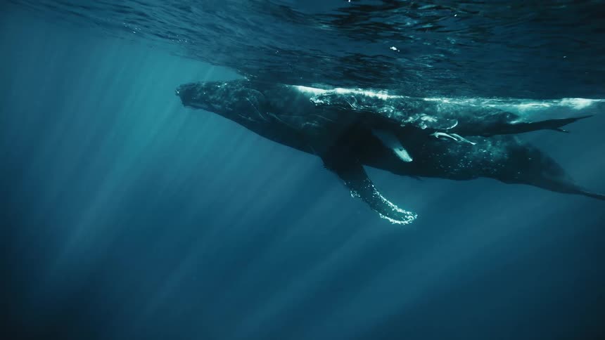 A humpback whale and its calf swim side by side through the ocean