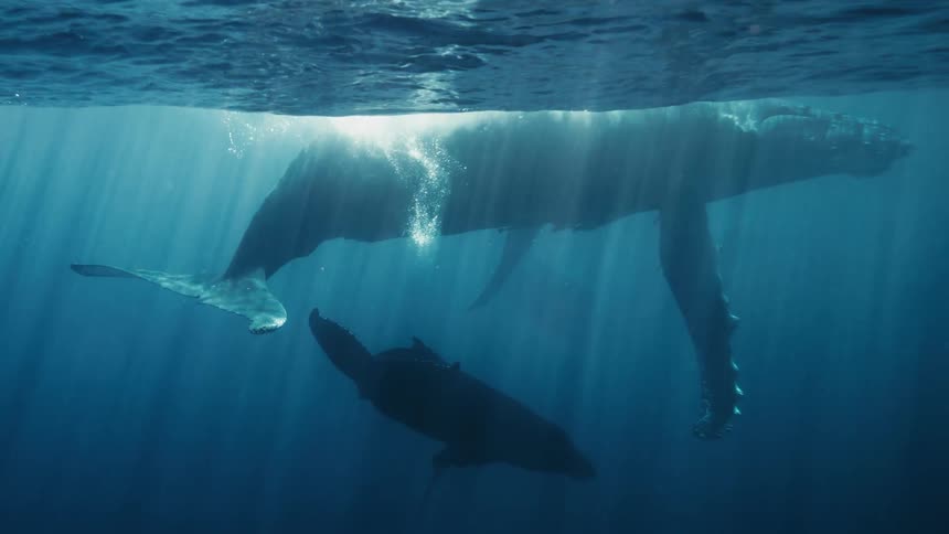 A mother humpback whale and her calf swim together in the ocean
