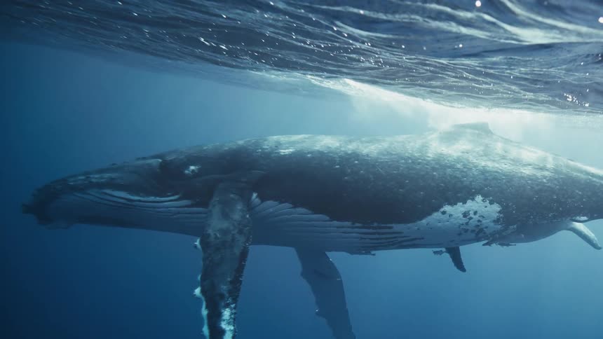 A humpback whale swims through the ocean