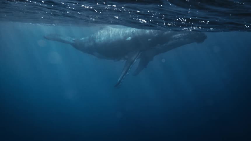 A huge blue whale underwater in a deep ocean and it is close to the surface