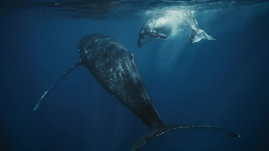 Whales are swimming together near the surface of the water