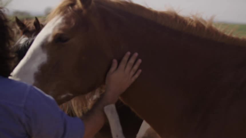 A man pets a horse