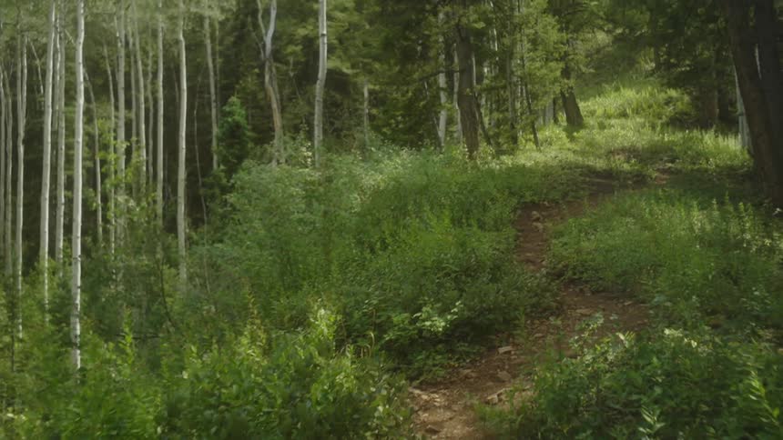 A dirt path winding through a dense forest with tall trees and lush greenery on either side