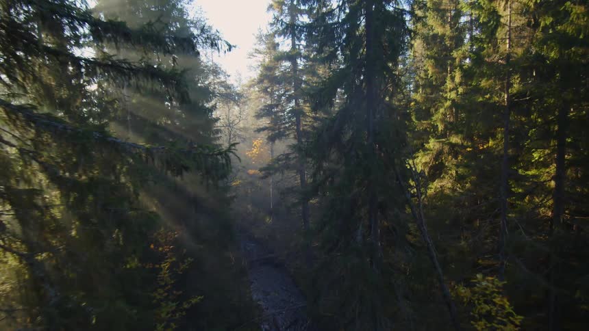 A dynamic shot moving through a dense forest of tall pine trees with sunlight streaming through and illuminating a foggy or misty atmosphere
