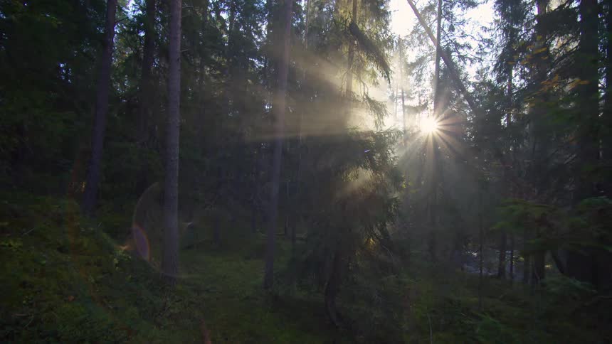 Sunlight filtering through a dense forest creating a dappled pattern on the forest floor