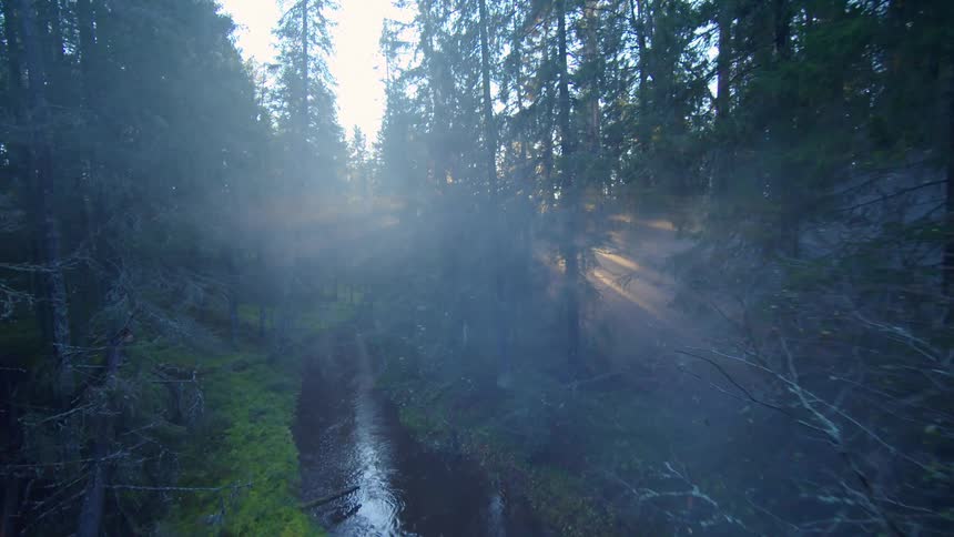 Moving over a stream in a foggy forest as sunlight shines through the trees