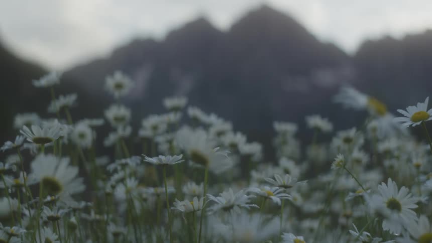 Daisies in a field move in the breeze with mountains in the distance