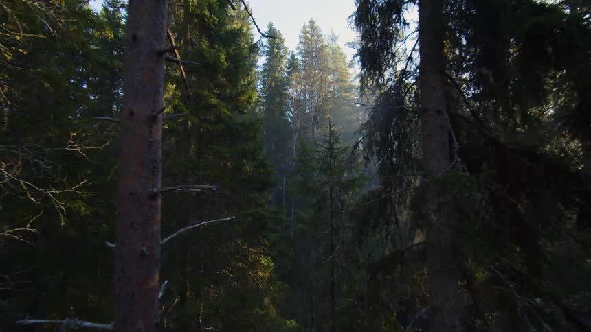 Sunlight streams through a dense forest