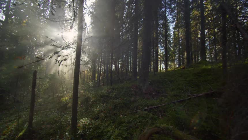 Dense forest with tall trees is bathed in sunlight that shines through the canopy creating soft rays of light